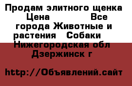 Продам элитного щенка › Цена ­ 30 000 - Все города Животные и растения » Собаки   . Нижегородская обл.,Дзержинск г.